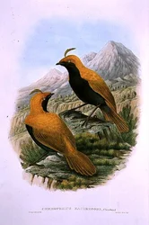 Cnemophilus Macgregorii, Sikkelkuif Paradijsvogel